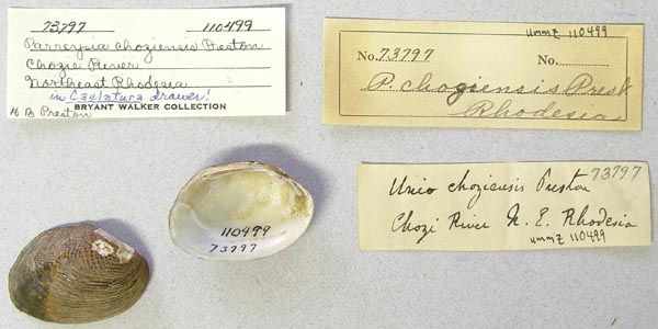 specimen
