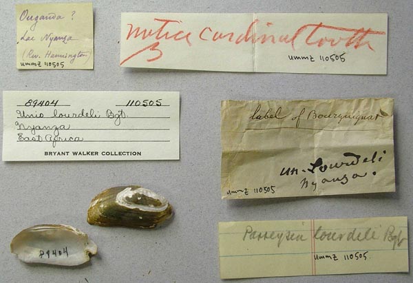 specimen