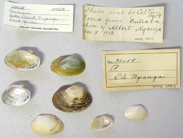 specimen