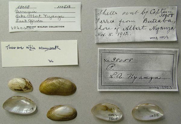 specimen