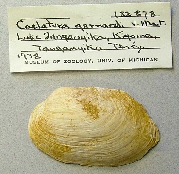 specimen