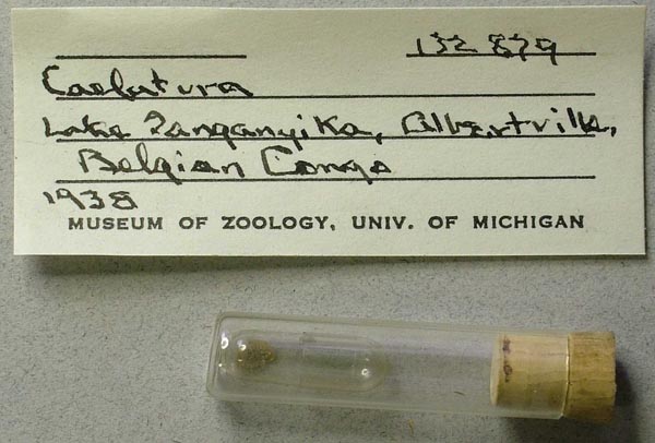 specimen