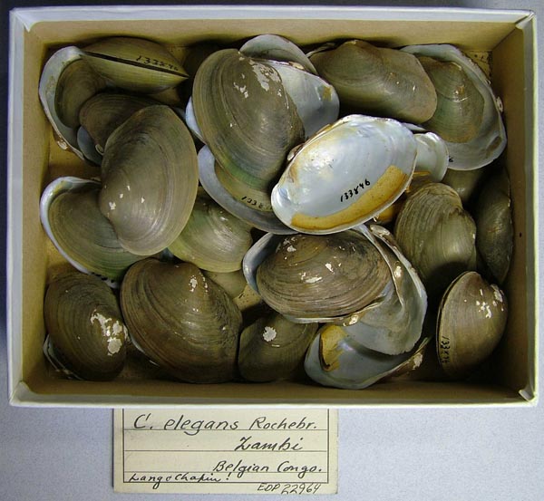 image of lot UMMZ_133846 image of lot UMMZ_133846