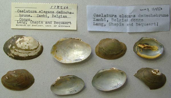 image of lot UMMZ_178556 image of lot UMMZ_178556