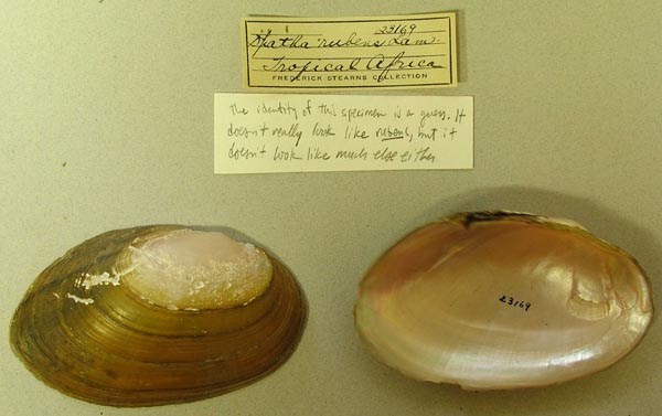 specimen