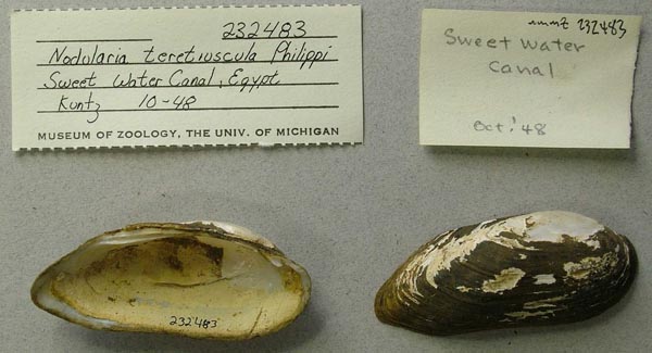 specimen