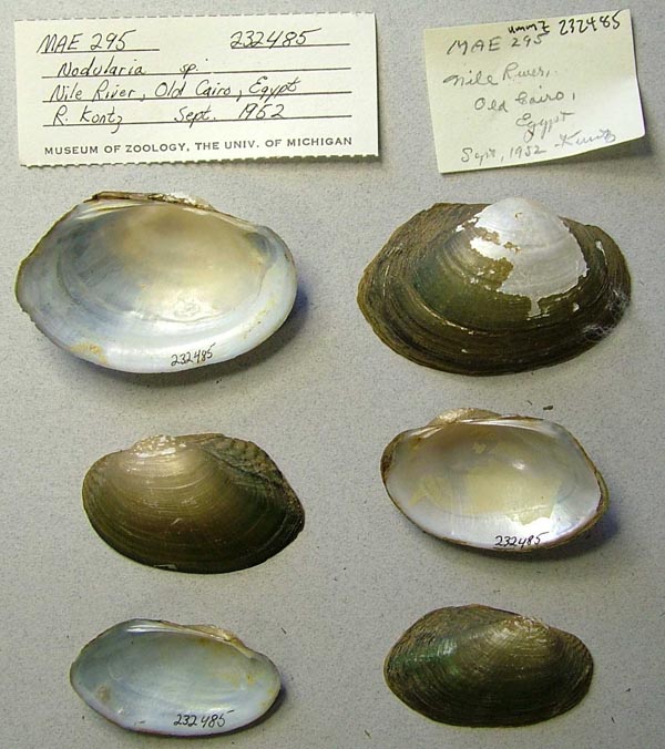 specimen