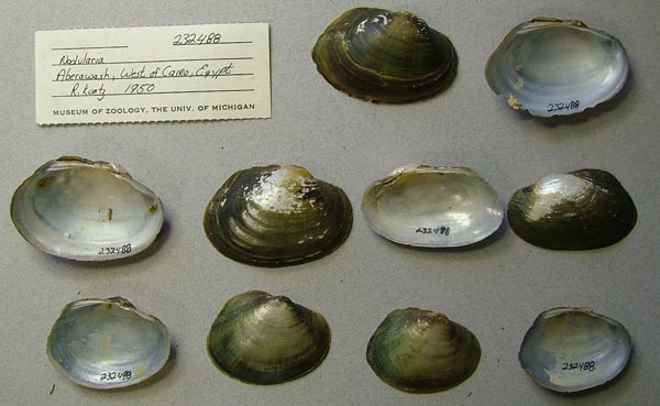specimen