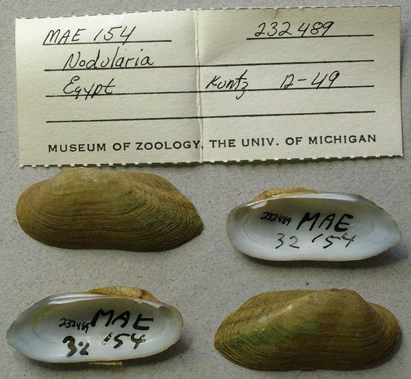 specimen