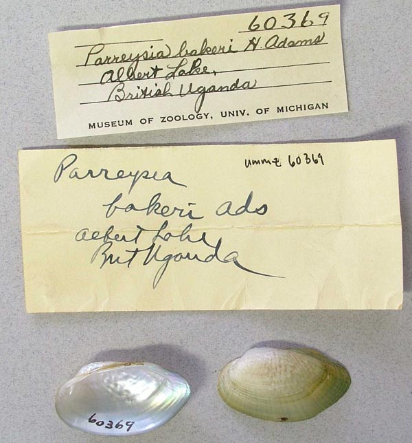 specimen