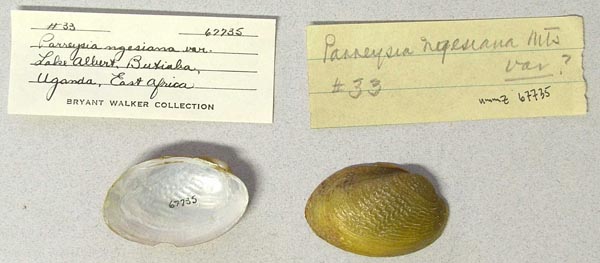 specimen