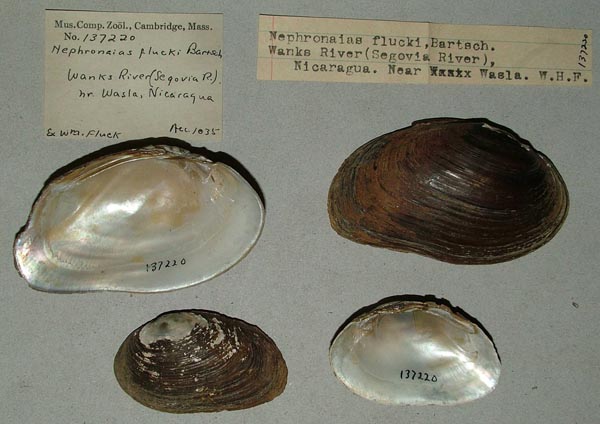 specimen