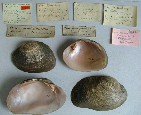 specimen