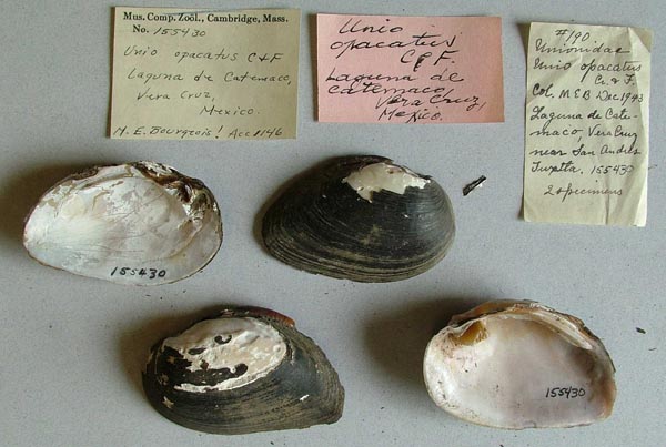 specimen