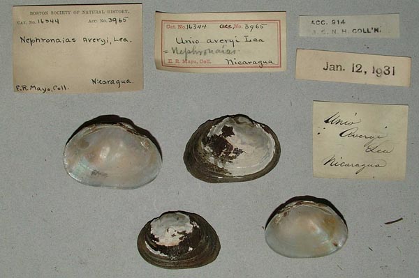 specimen
