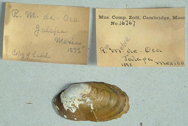 specimen