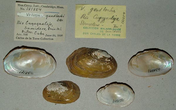 specimen