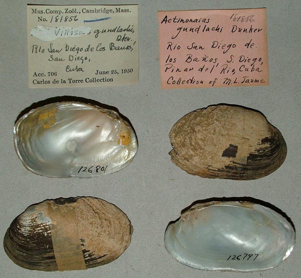 specimen