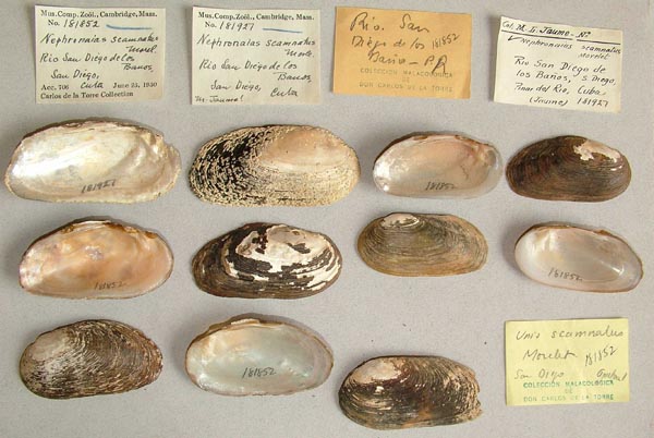 specimen