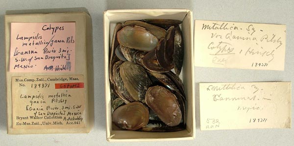 specimen