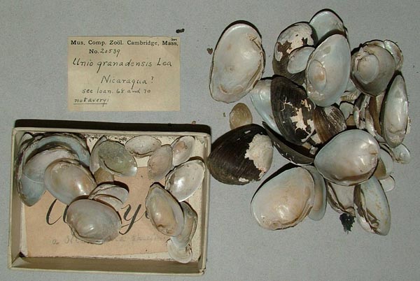 specimen