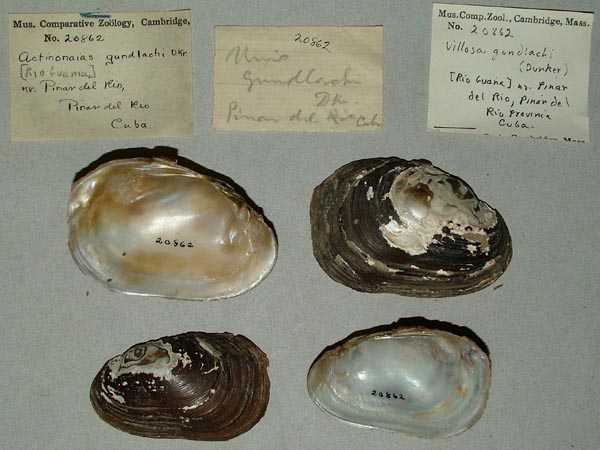 specimen