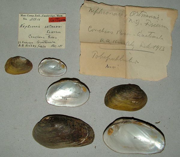 specimen