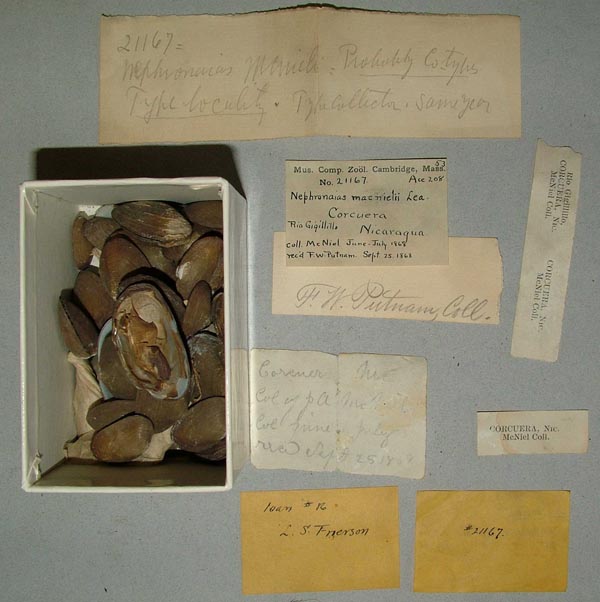 specimen