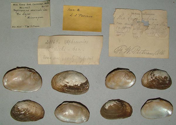specimen