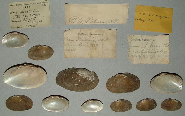 specimen