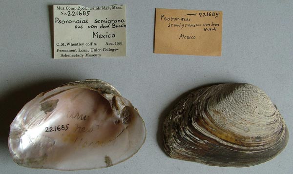 specimen