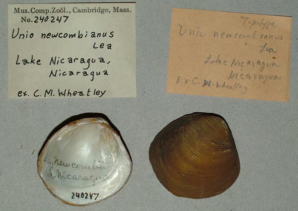 specimen
