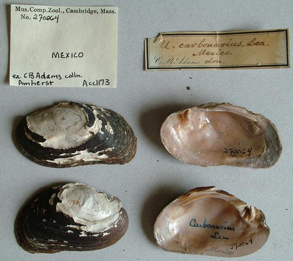 specimen