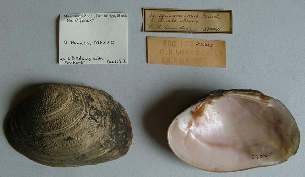 specimen