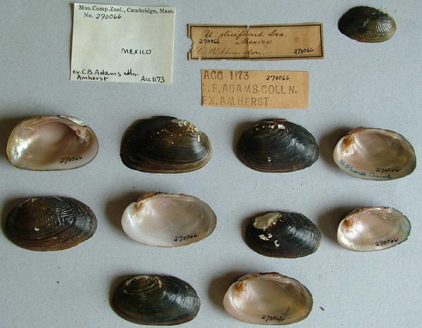 specimen