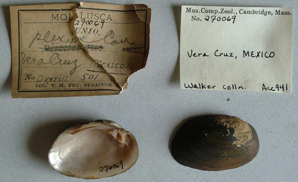 specimen