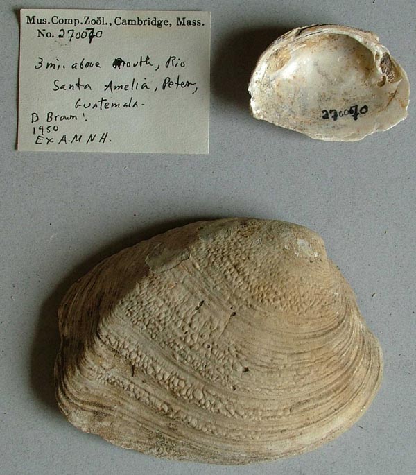 specimen