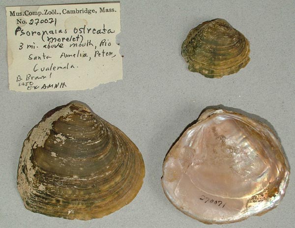specimen