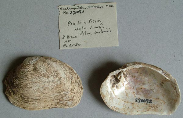 specimen