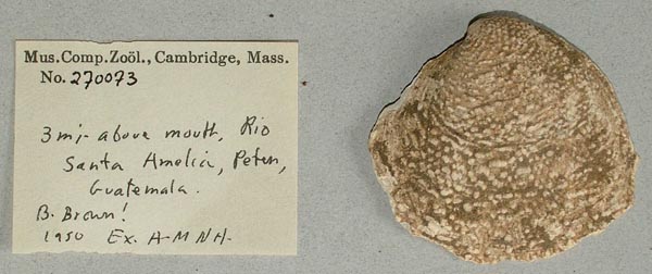 specimen
