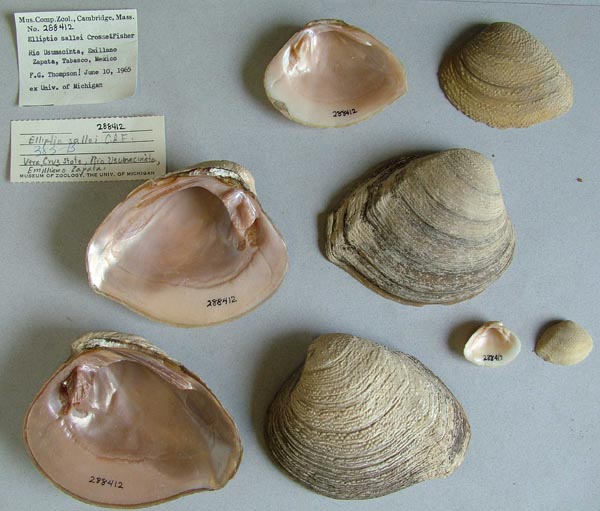 specimen