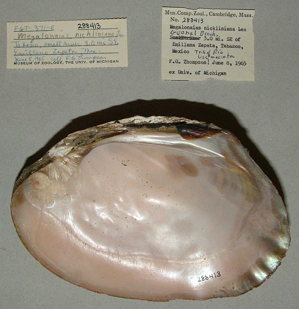 specimen