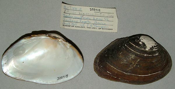 specimen
