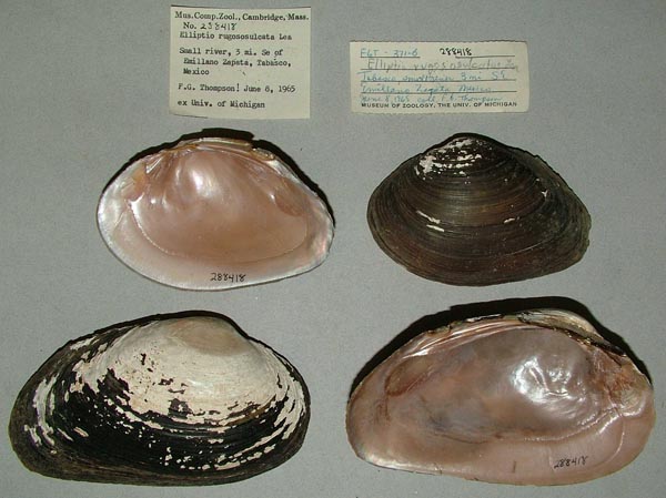 specimen