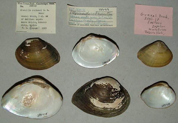 specimen