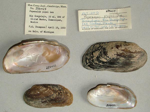 specimen