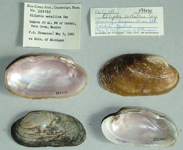 specimen