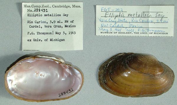 specimen