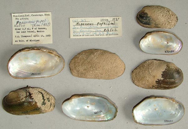 specimen