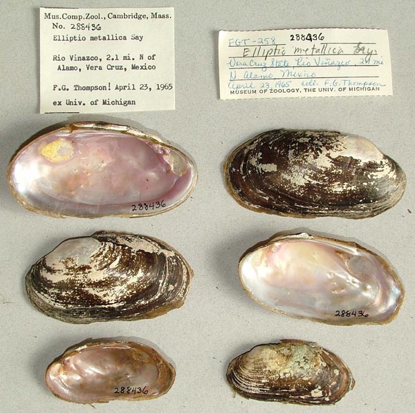 specimen